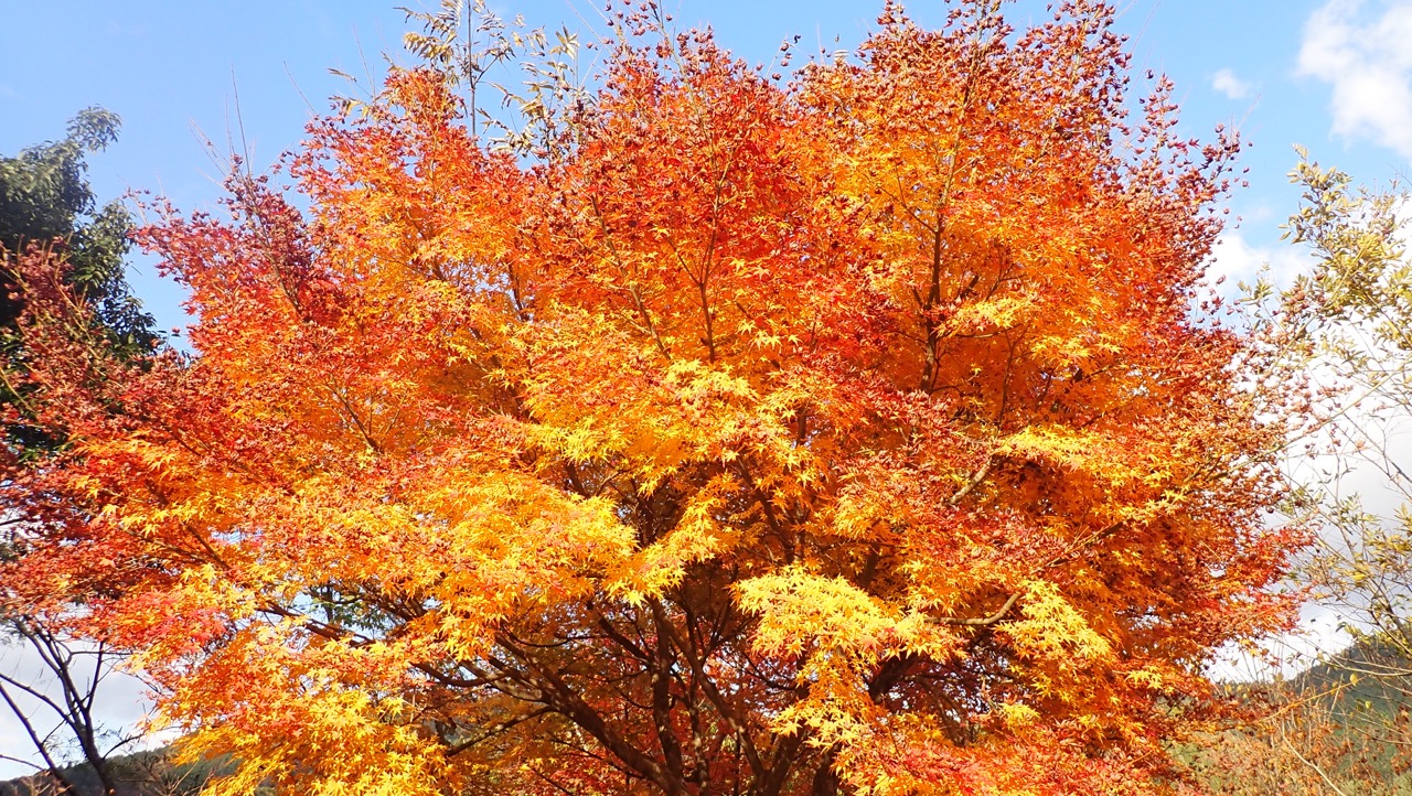 祖谷ふれあい公園