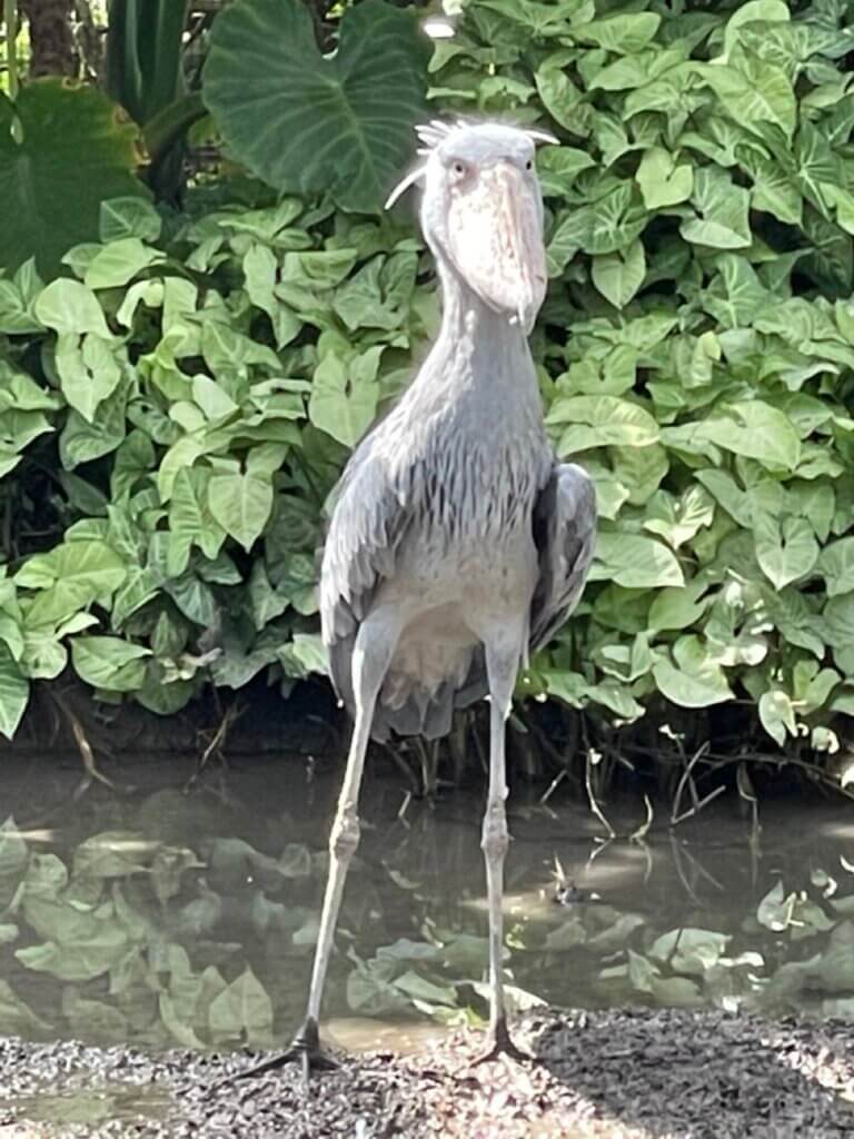 神戸どうぶつ王国のハシビロコウ