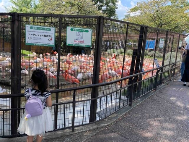 神戸王子動物園のフラミンゴ