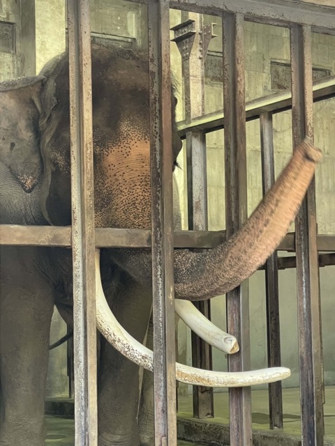 神戸王子動物園のぞうさん