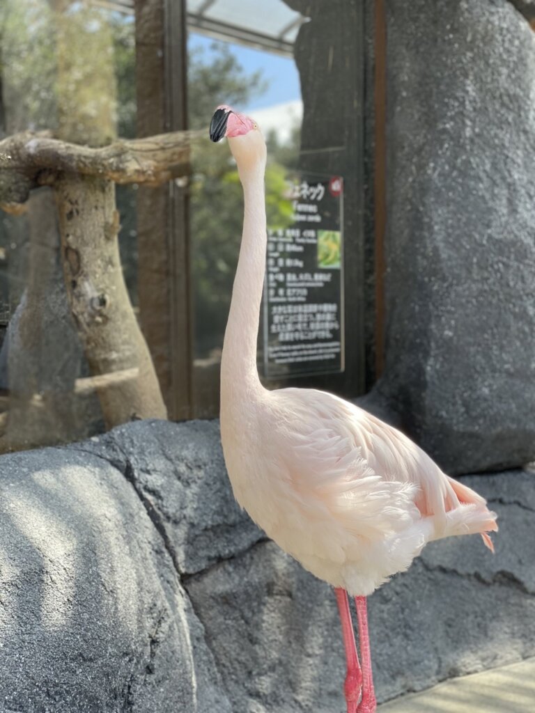 神戸どうぶつ王国のフラミンゴ