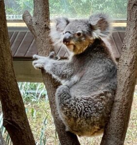 神戸王子動物園のコアラ