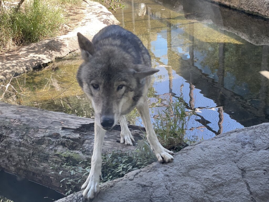 神戸どうぶつ王国のオオカミ