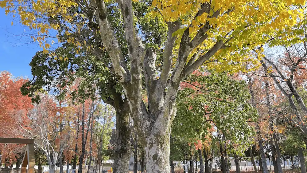 県営グランドの紅葉