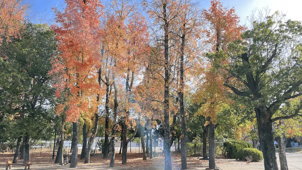 公園の紅葉