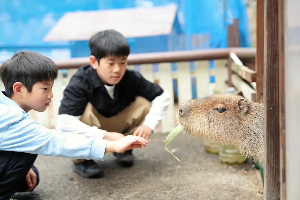 カピパラに餌やり